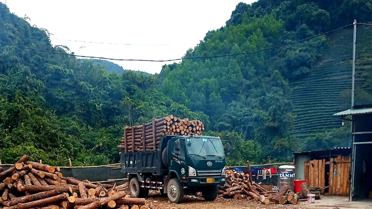 Chiến Thắng 7.7 tấn 2 cầu chở gỗ trong rừng Chiến Thắng 7.7 tấn 2 cầu chở gỗ trong rừng